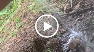 Einfach auf den Waldweg gepinkelt